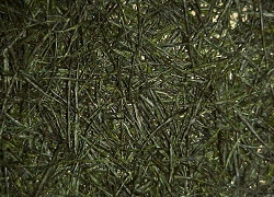 手揉み茶