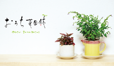 おうち菜園鉢